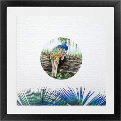 Peacock Framed Print