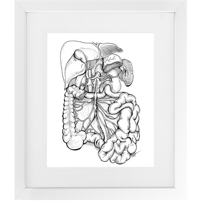 GI Gastrointestinal Anatomy Framed Print