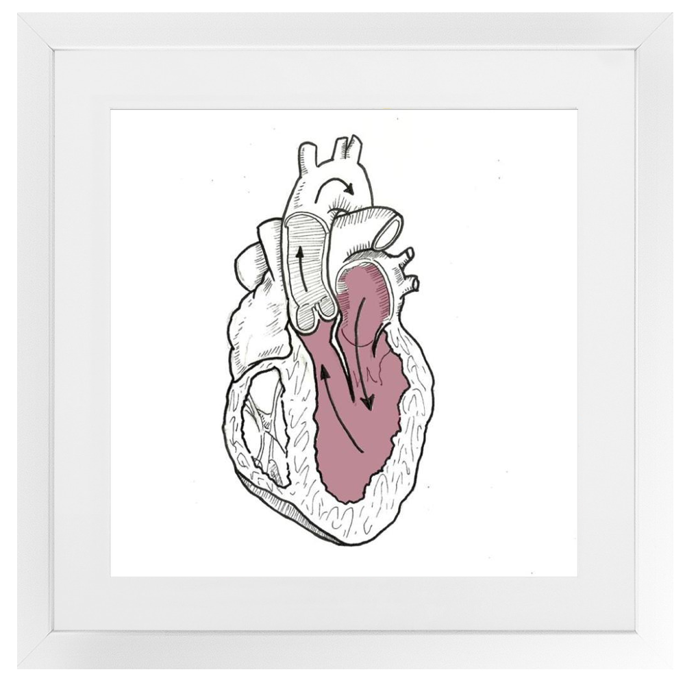 Cardiac Physiology Framed Print
