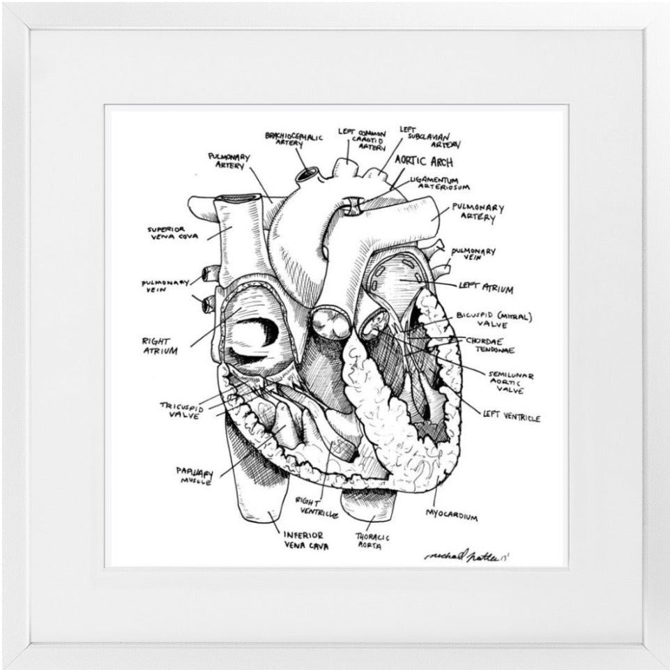 black and white heart organ
