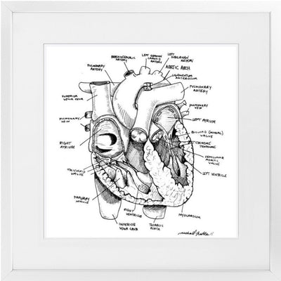 Heart Anatomy Framed Print
