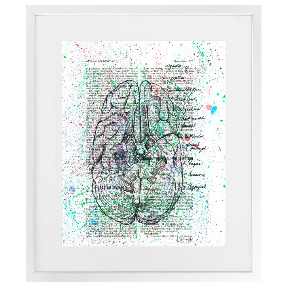 Anatomical Cranial Nerves Splatter Framed Print
