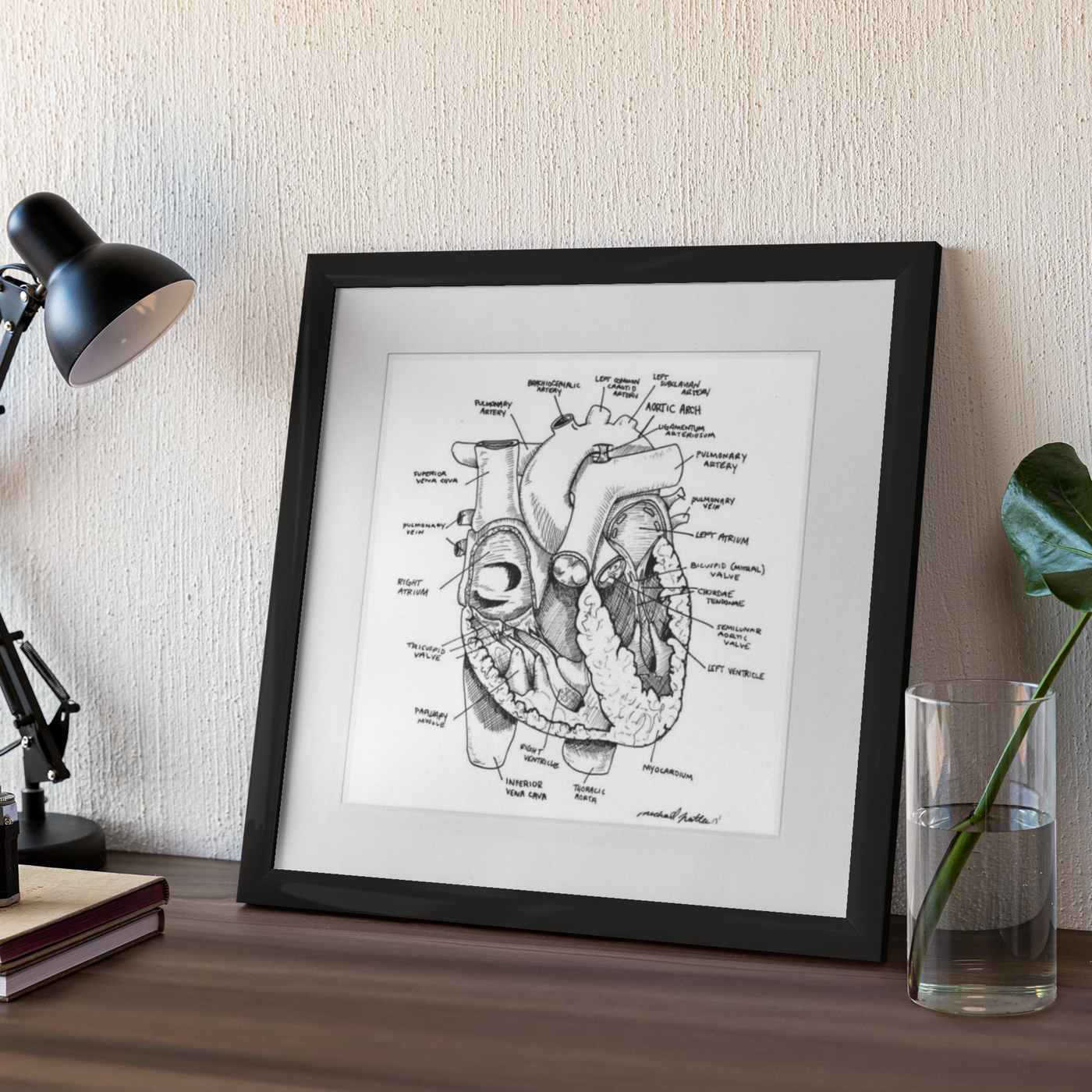 Heart Anatomy Framed Print